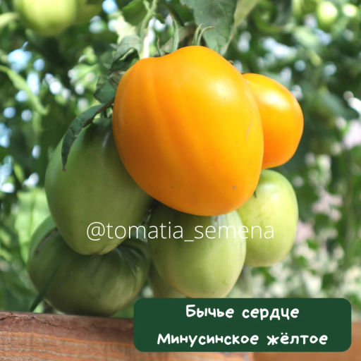 Бычье сердце минусинское желтое