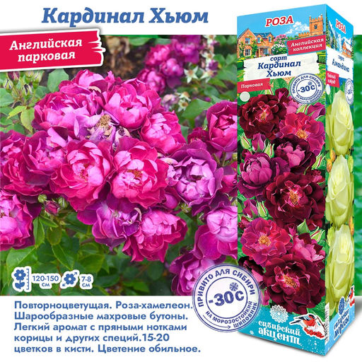 Роза Кардинал Хьюм (Парковая) 1шт