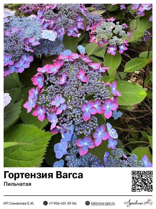 Гортензия пильчатая Barca (Барка)