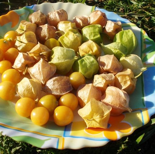 Физалис Ягодный Падающие Вишни Тёти Молли — Aunt Molly’s Ground Cherry