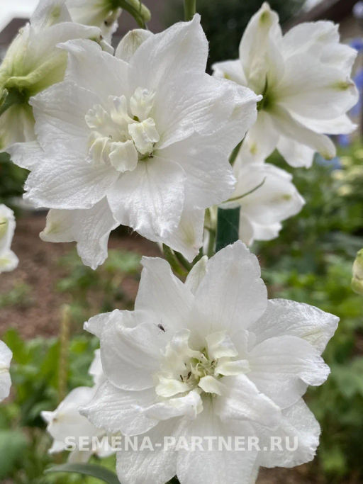 Дельфиниум Инносенс - Партнер фото 3