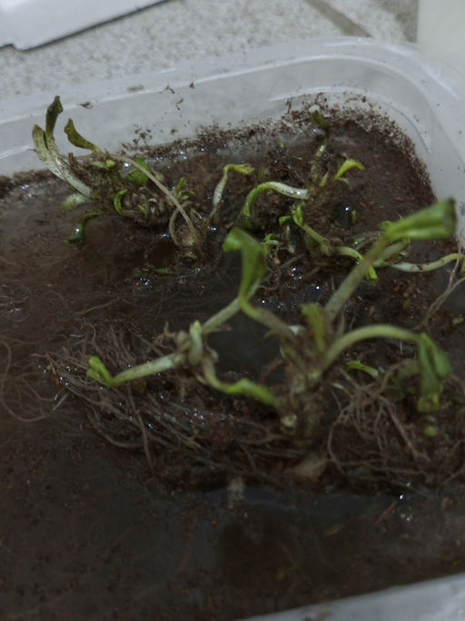 Фиалка мотыльковая белая