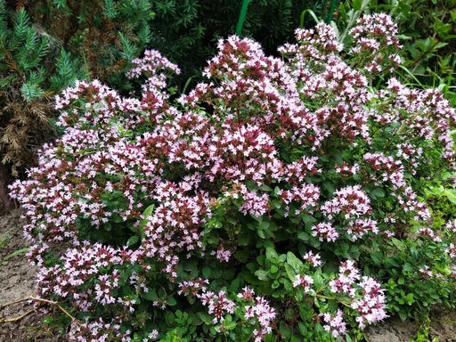 Душица (Орегано) - Долина роз фото 2