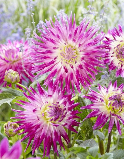 Георгина Veritable (Кактусовая) - Голландские луковицы фото 2