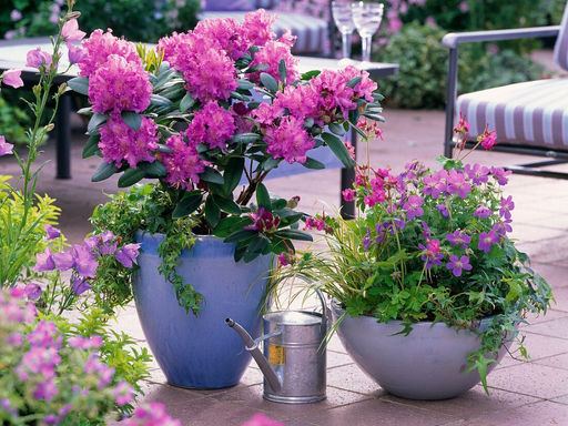 Рододендрон Альфред - Долина роз фото 4