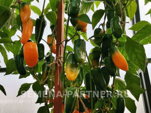 Перец сладкий Кеша - Партнер фото 4