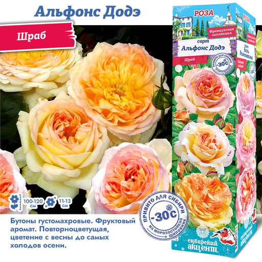 Роза Альфонс Додэ (Чайно-гибридная) 1шт
