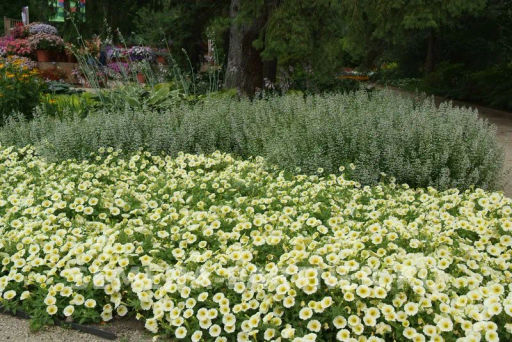 Петуния Изи Вэйв Еллоу каскадно-ампельная - Партнер фото 3