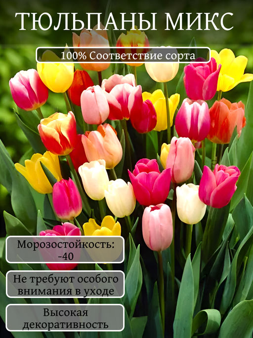 Тюльпаны смесь сортов 10шт - Долина роз фото 2