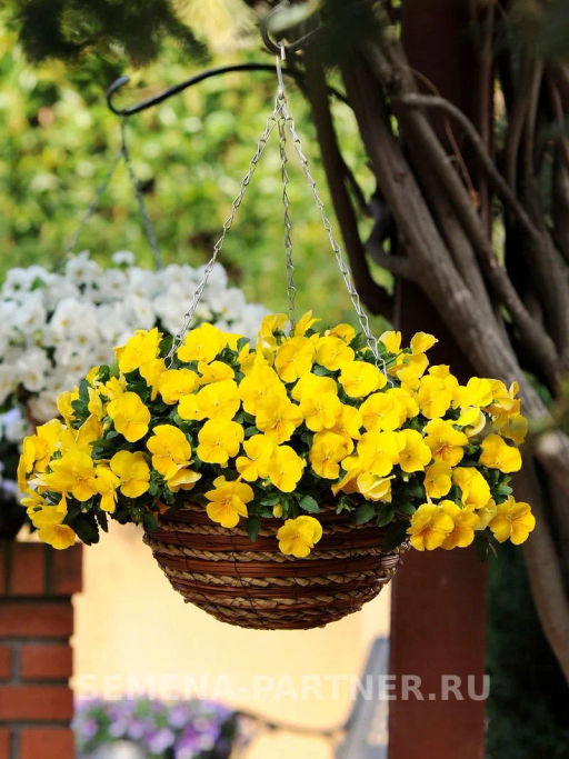 Виола ампельная Кул Вэйв Голден Еллоу - Партнер фото 5