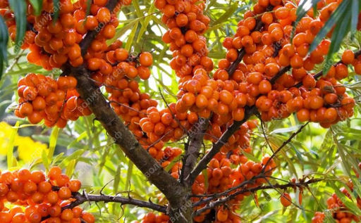 Облепиха Алей М (мужская)