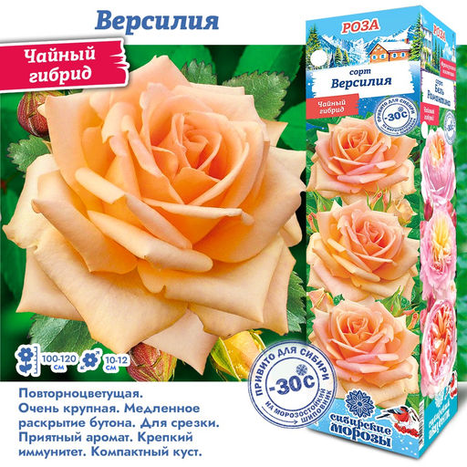 Роза Версилия (Чайно-гибридная) 1шт