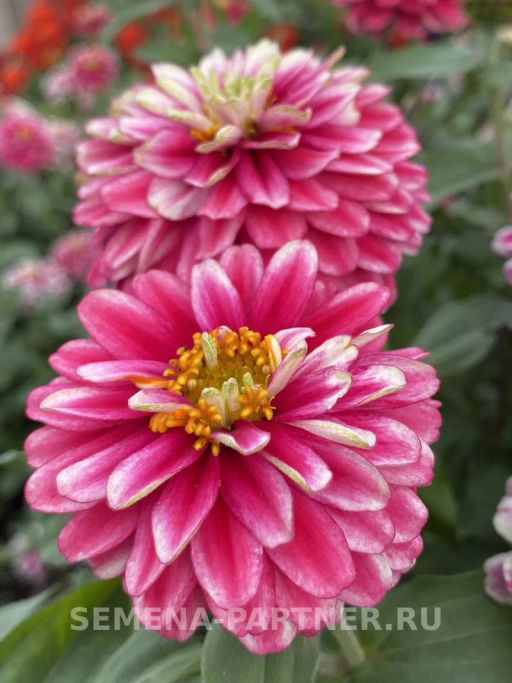 Цинния махровая Барышня-крестьянка Малиновый Щербет - Партнер фото 4