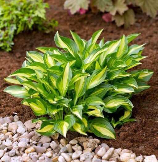 ХОСТА Лейксайд Литл Тауф Разбор 1 n Кол-во упак., шт 1