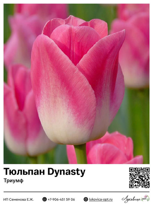 Тюльпан Dynasty (Триумф)