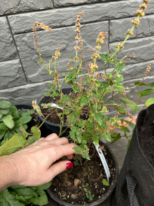 Мята Земляника мелколистная