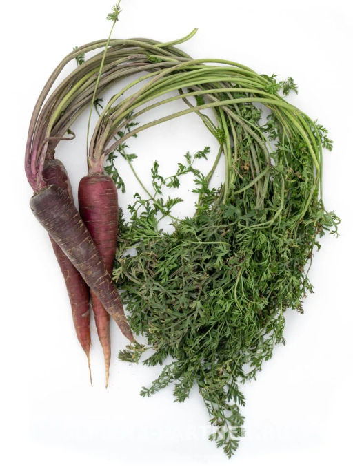 Морковь Пёрпл Сан - Партнер фото 6