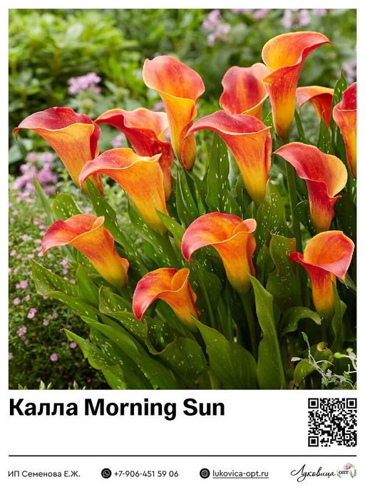 Калла Morning Sun