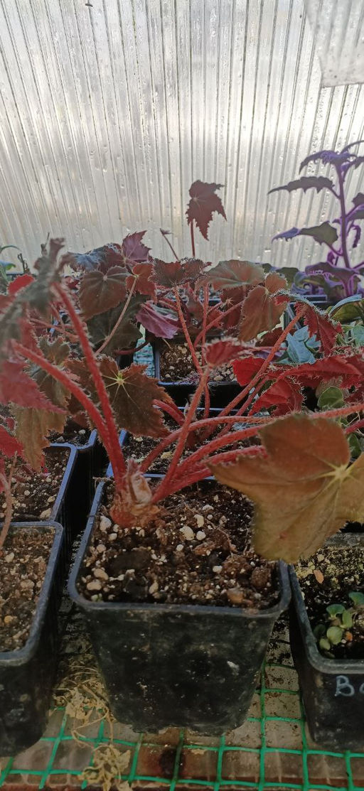 Бегония Клеопатра - 1000корней фото 2