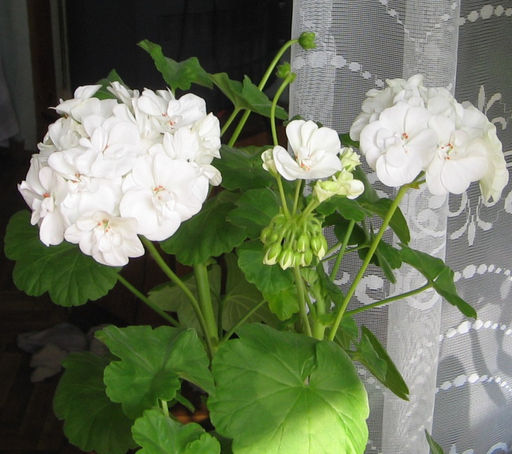 Герань (пеларгония) белая 30-50см - 1000корней фото 2