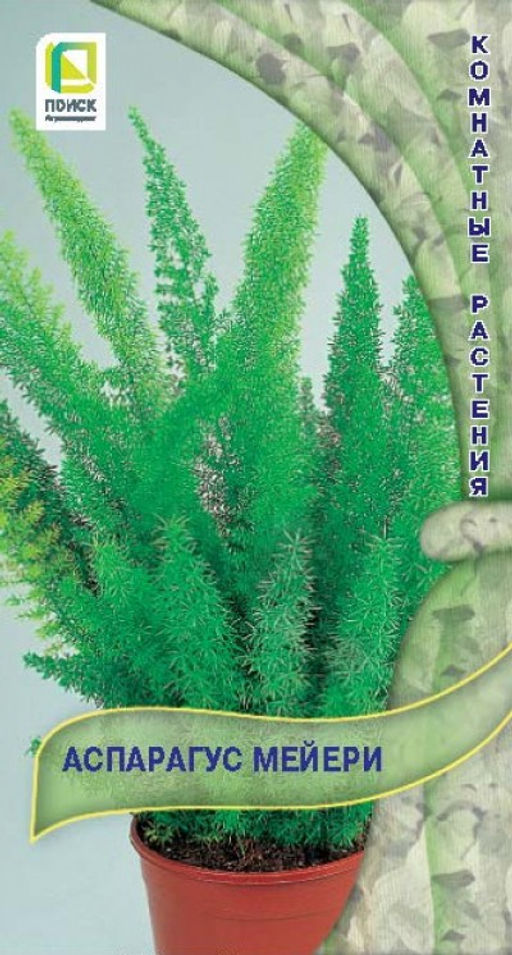 Аспарагус (Спаржа) Мейери (ЦВ) ("К) 3шт.