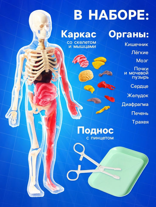 Набор для опытов по анатомии Строение тела, светится в темноте, с мягкими органами - Эврики фото 2