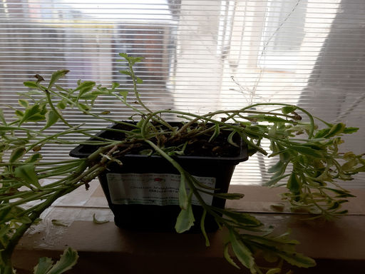 Очиток Миддендорфа Вариегата