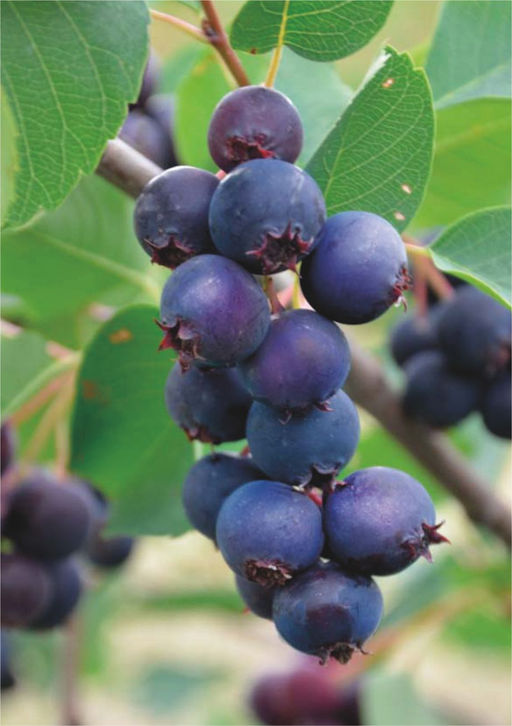 Ирга Ханивуд (саженец с этикеткой) 1шт