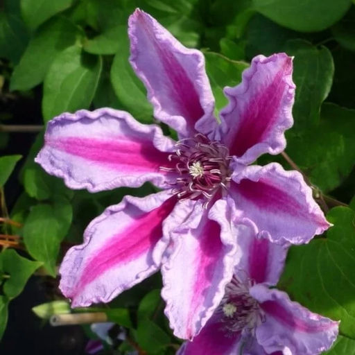 Клематис Тюдор - Долина роз фото 9