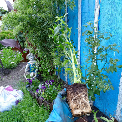 Физостегия Кристал Пик Вайт