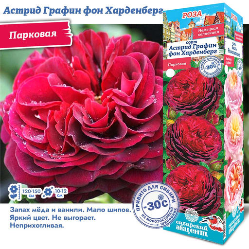 Роза Астрид Графин фон Харденберг (Парковая) 2 разбор 1шт