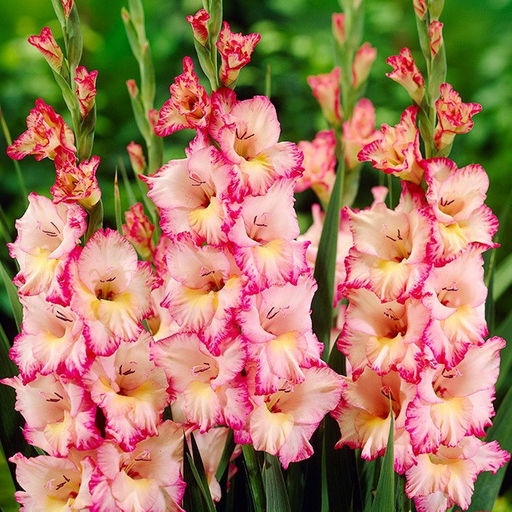 ГЛАДИОЛУС Присцилла Разбор 10/12 Кол-во упак., шт 10