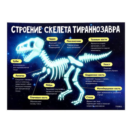Набор для опытов Эпоха динозавров, скелет тираннозавра - Эврики фото 7