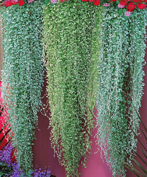 Дихондра Изумруд