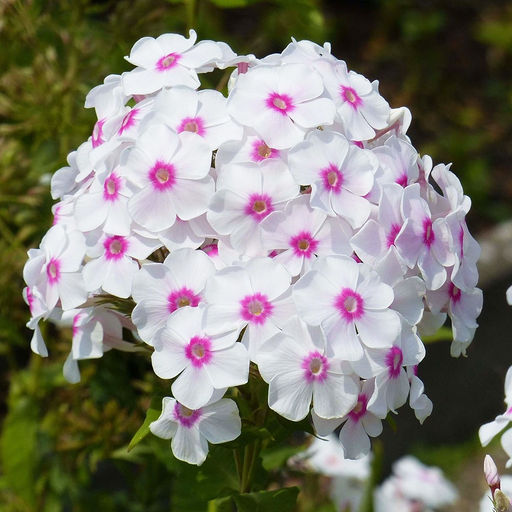 ФЛОКС Граф Цеппелин Разбор I Кол-во упак., шт 2