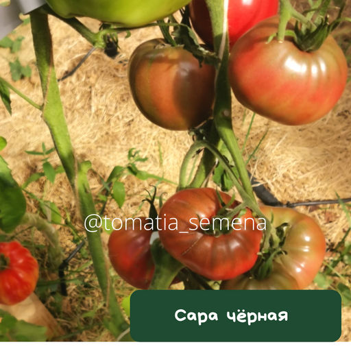 Сара чёрная - Tomatia фото 2