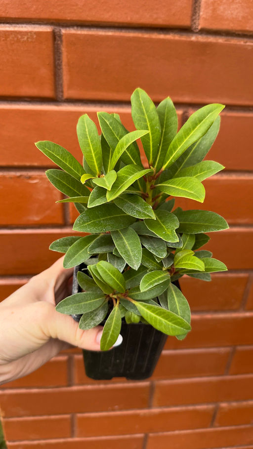 Рододендрон Марианна Фон Вайцзеккер