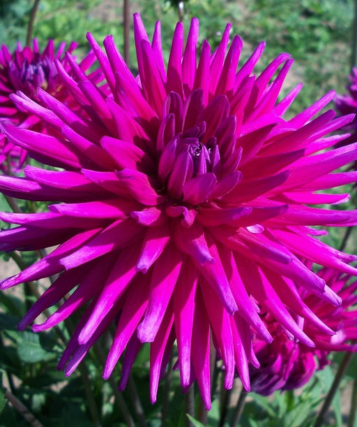 ГЕОРГИНА Пёрпл Джем Разбор I Кол-во упак., шт 1