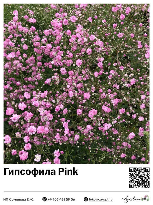 Гипсофила Качим Pink (Метельчатая)