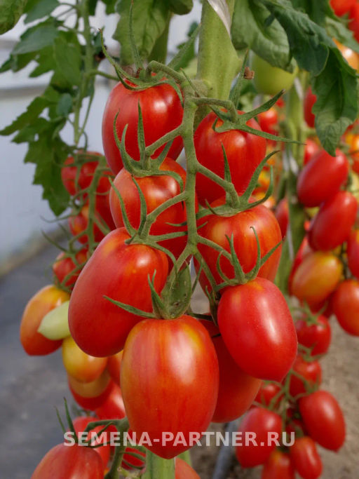 Томат Костик - Партнер фото 5