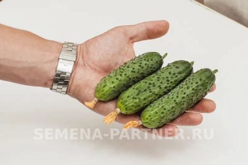 Огурец партенокарпический Шоша - Партнер фото 3