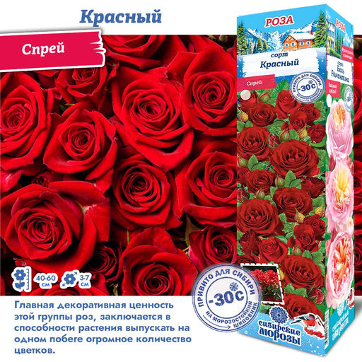 Роза Красный (Спрей) 1шт