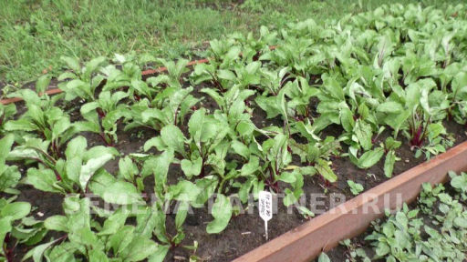 Свекла столовая Пабло - Партнер фото 6