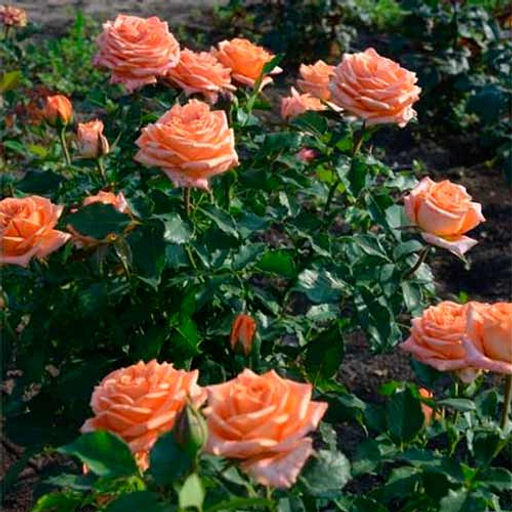 R580 ЭЛЬДОРАДО