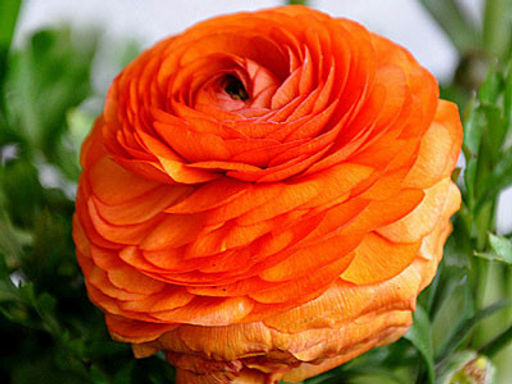 Лютик оранжевый (Ranunculus Orange) 10шт - Долина роз фото 2