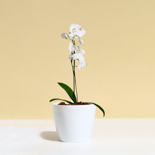 Цена за 3 шт. Кашпо для цветов, d=12.5 см, 1 л, пластик, белое