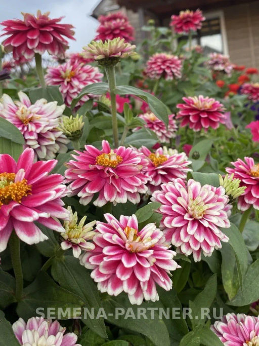 Цинния махровая Барышня-крестьянка Малиновый Щербет - Партнер фото 3