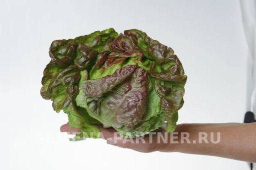 Салат кочанный Розмари - Партнер фото 6