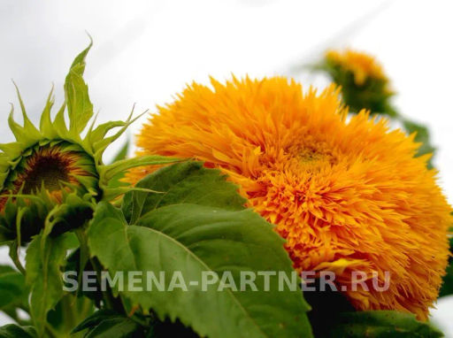 Подсолнечник однолетний декоративный Дабл Делайт - Партнер фото 5