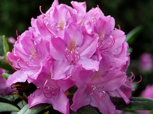 Рододендрон Roseum Elegans (Розеум Элеганс) - Долина роз фото 6